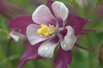Swan Columbine carries hints of cooler climates.
