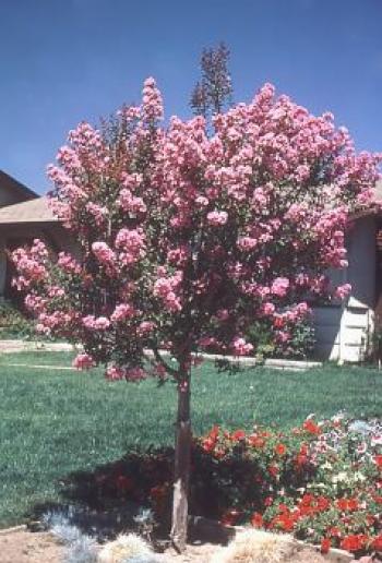 Crapemyrtles provide a splendid addition to the Fall yard.